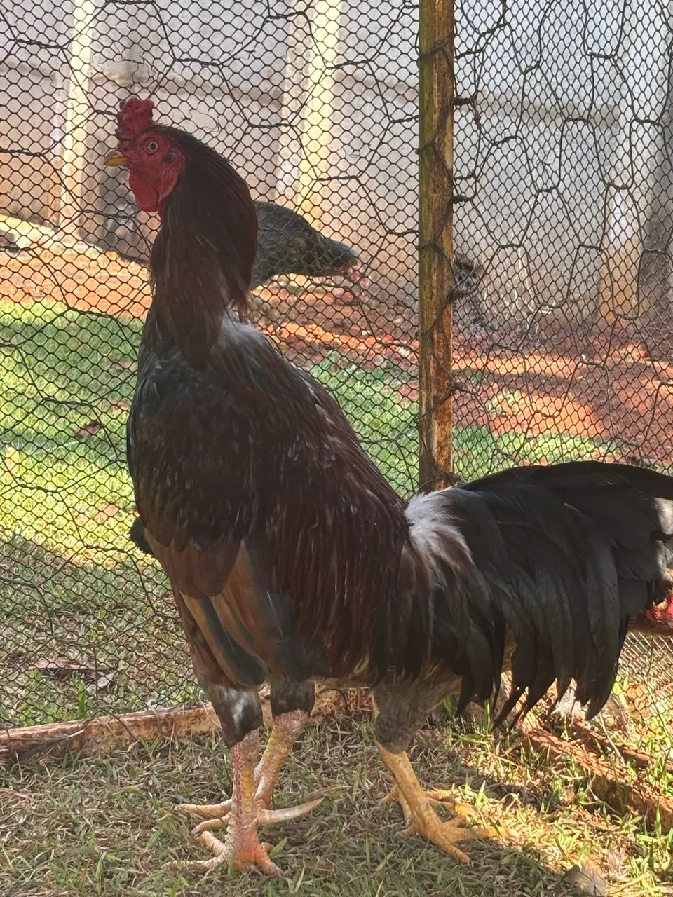Galo 