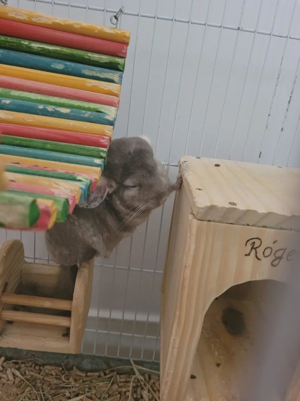 Chinchilla - Foto 2