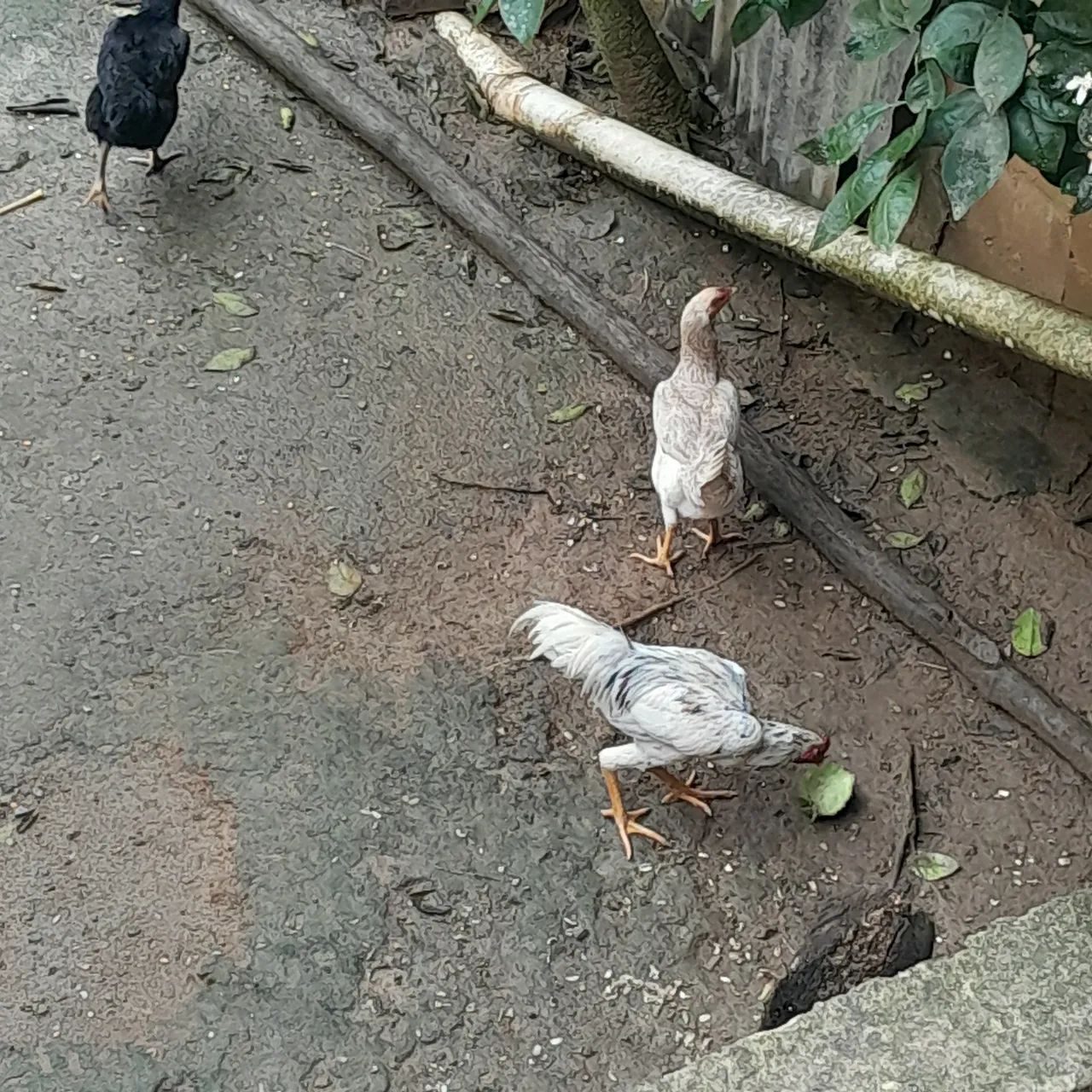 Galo é galinhas botando ja - Foto 4