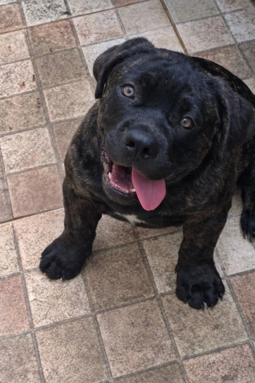 Filhotes Cane Corso - Foto 3