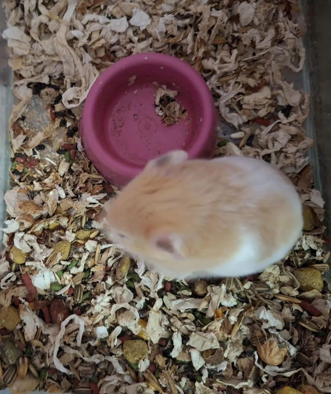 Hamsters - Foto 3