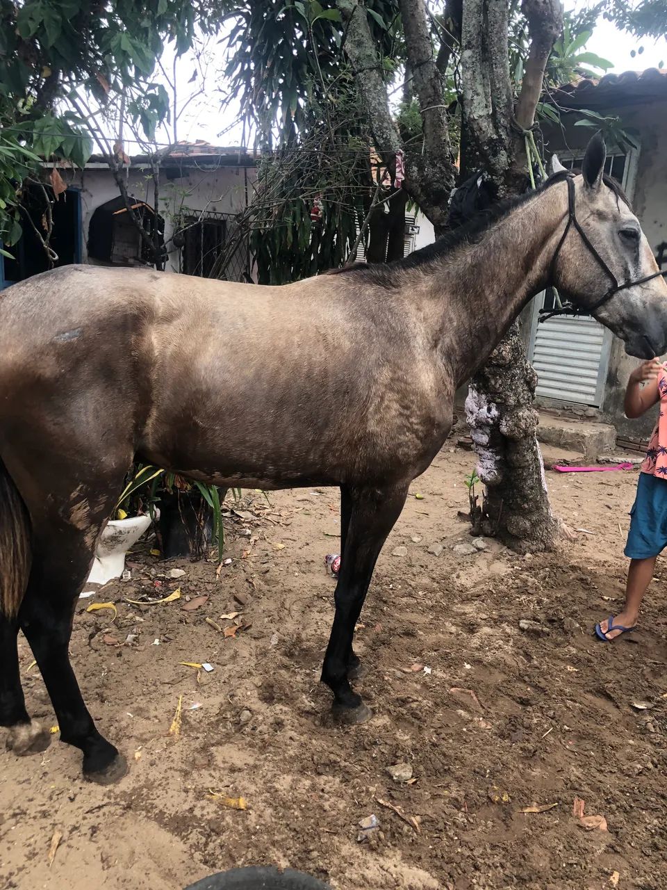 Cavalos no Rio Grande do Norte, RN