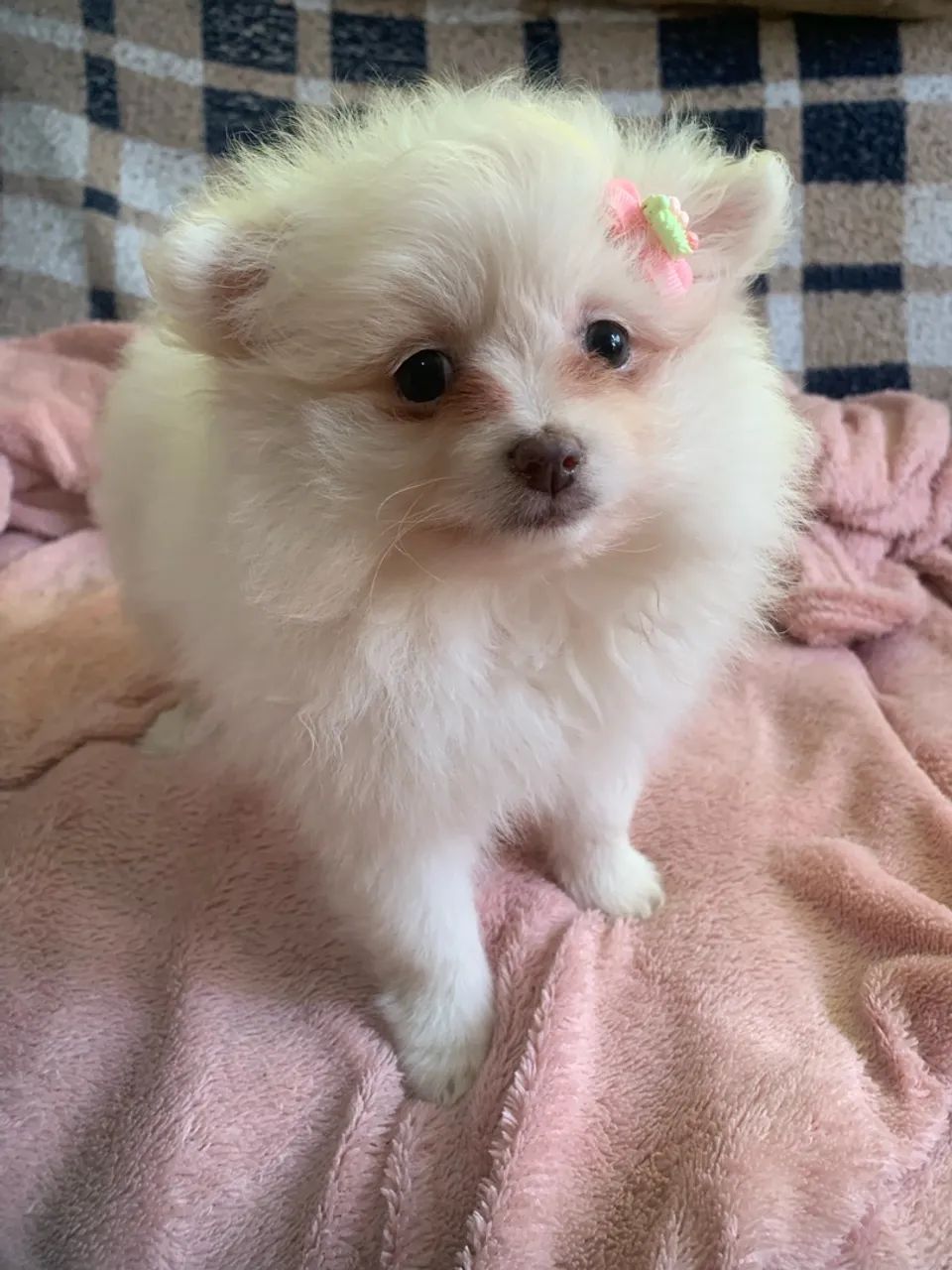 Spitz Alemão  - Foto 2