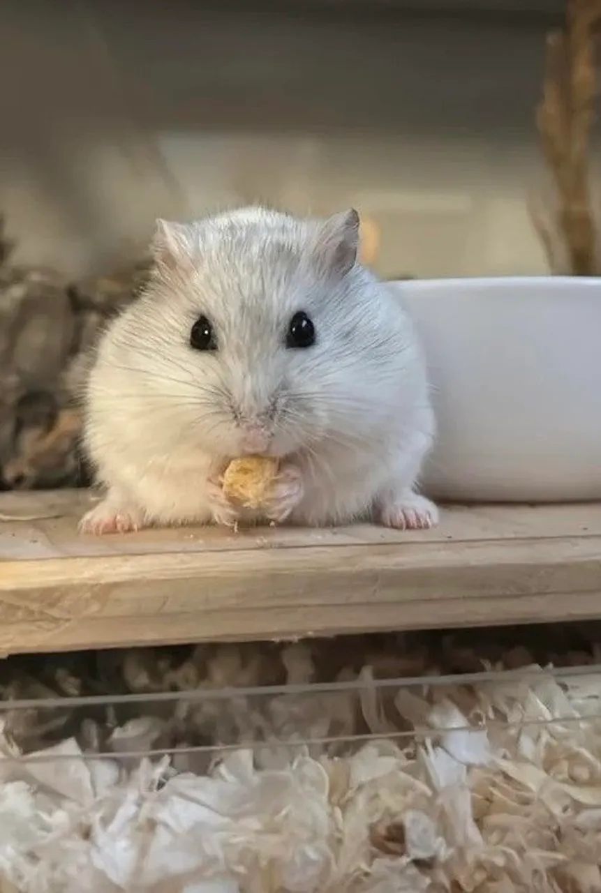 Hamster Anão russo 