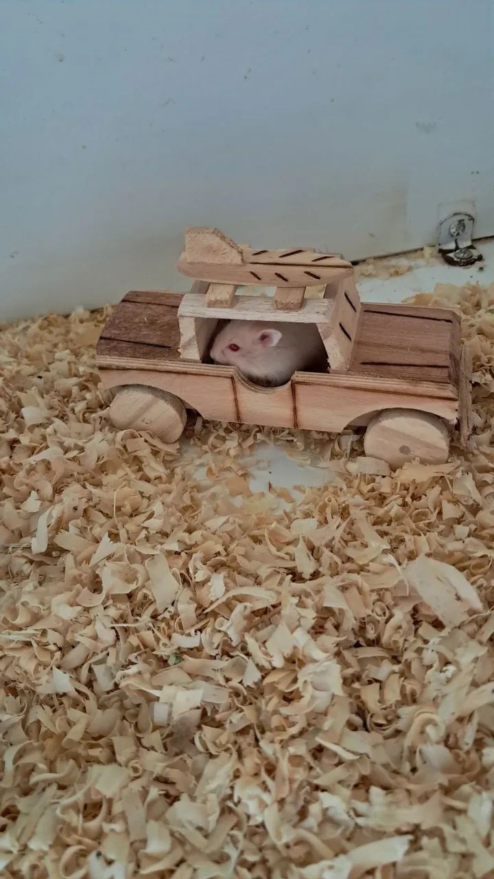 Hamster Anão Russo - Pequeno no Tamanho, Gigante na Fofura! - Foto 2
