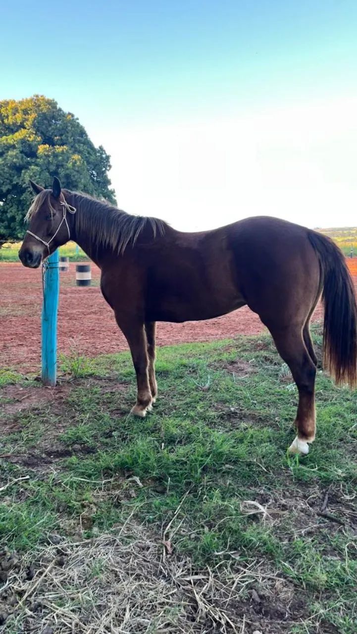 Égua QM  - Foto 6