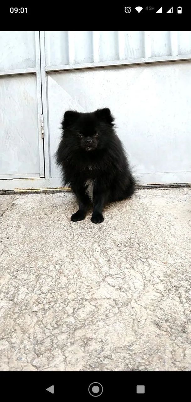 Spitz alemão