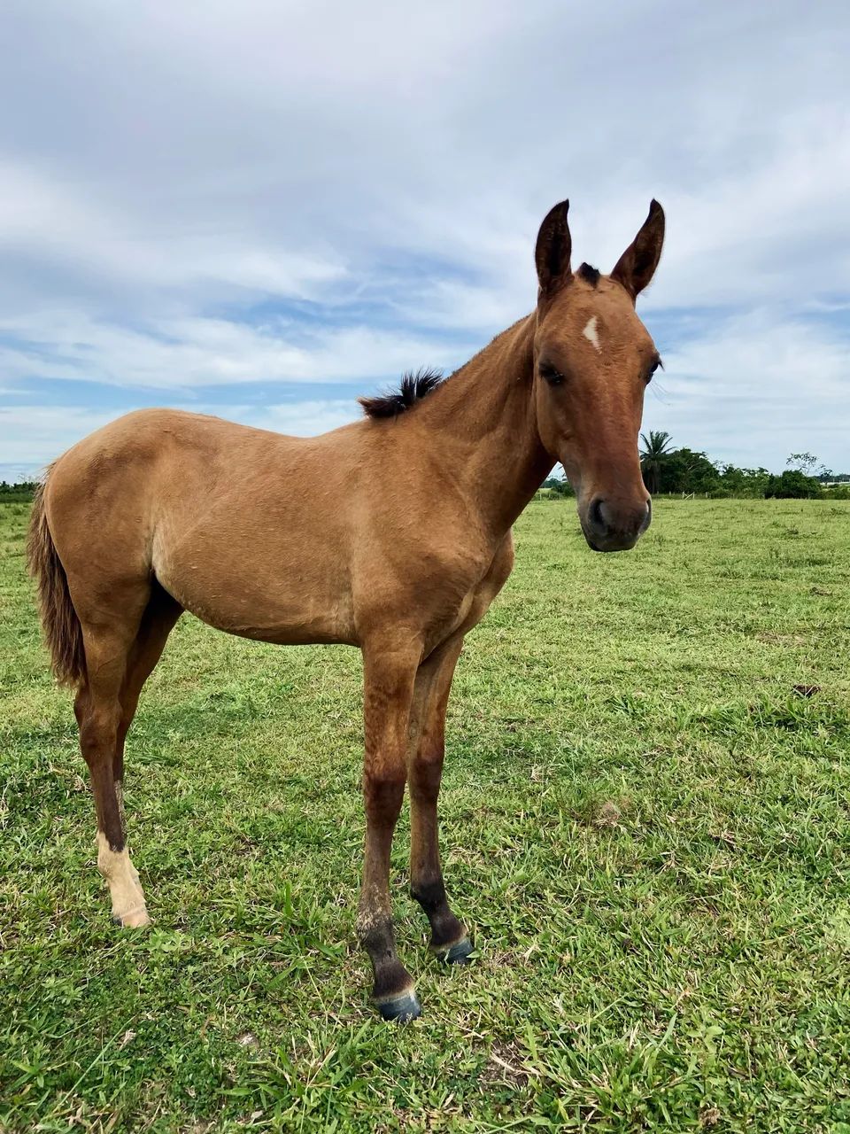 Potro mangalarga  - Foto 2