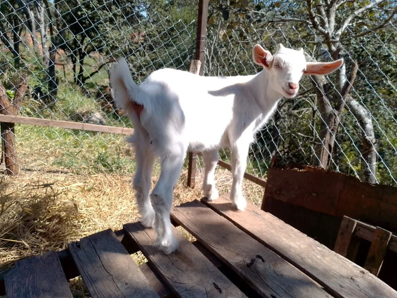 Vendo cabra e cabritinho  - Foto 4