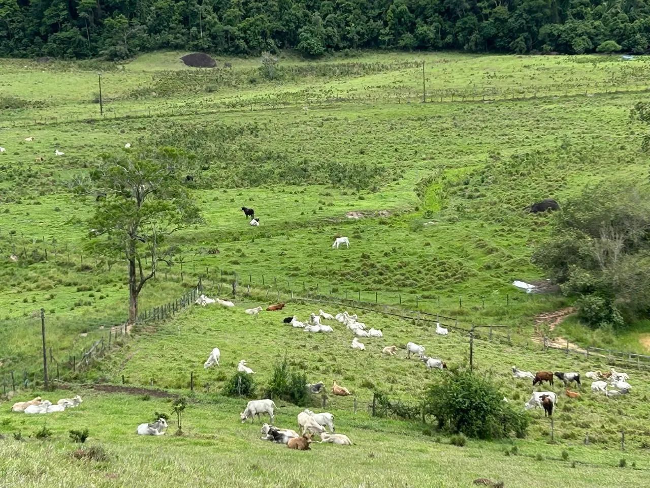 Topografia/cercas e limpeza