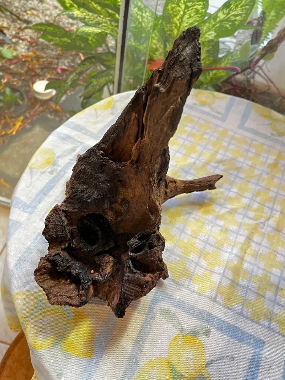 Tronco de aroeira para aquário 