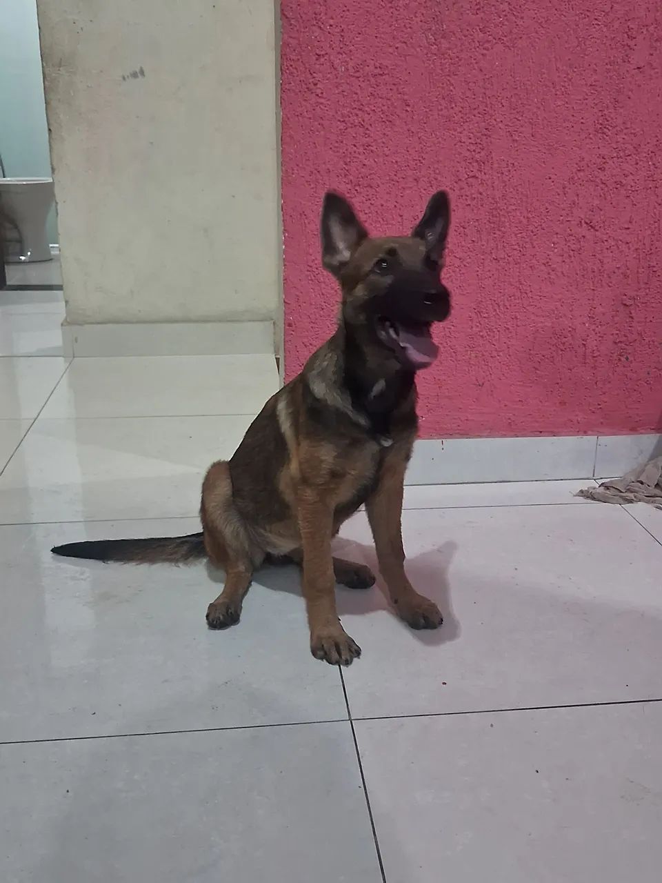 Pastor Malions 
