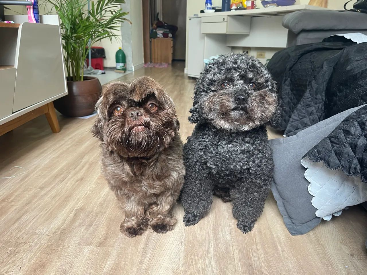 DOAÇÃO CONSCIENTE - POODLE E SHITZU MACHO