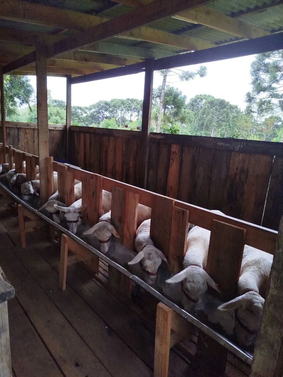 Ovelhas Lacaune - Foto 2