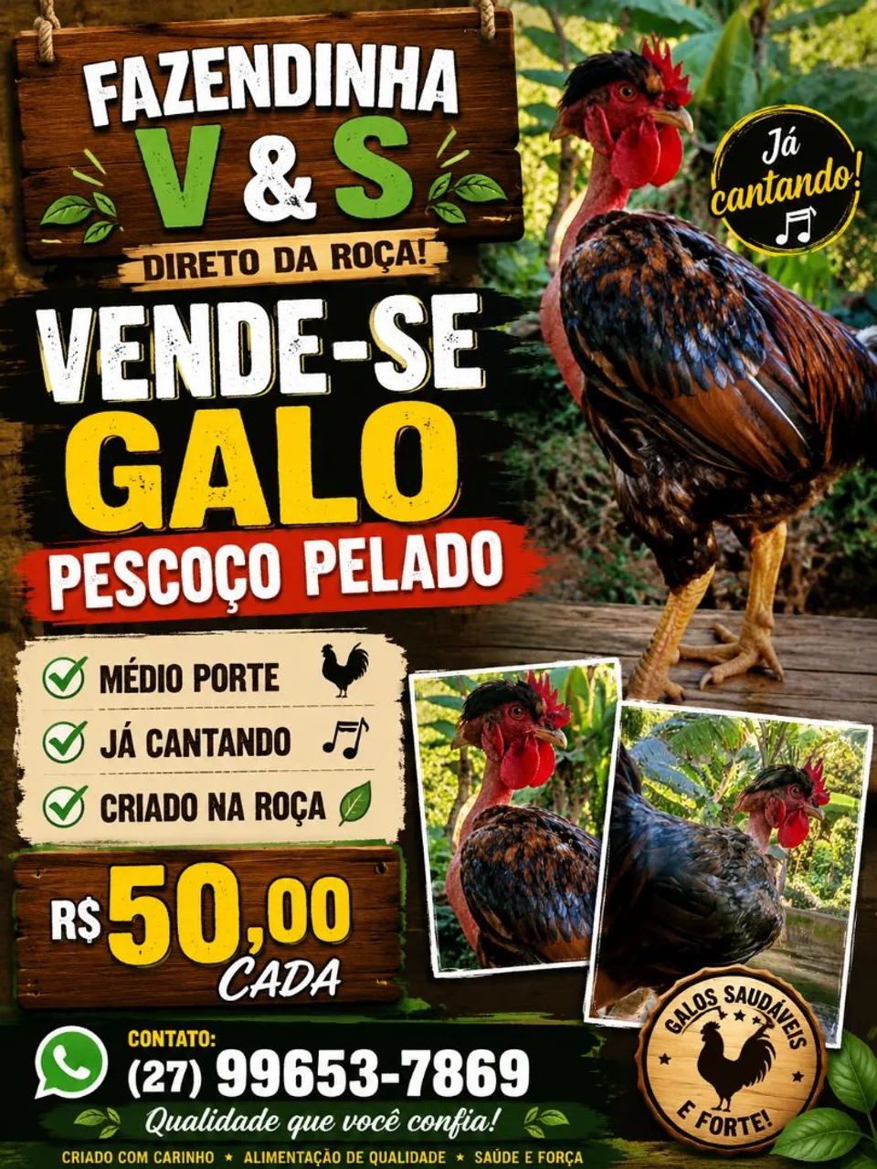 Galo 