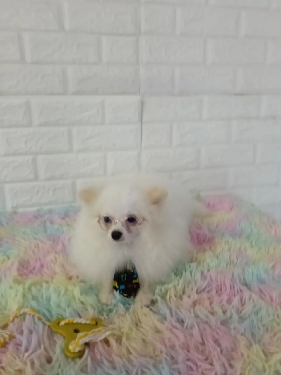 Lindo spitz macho com 9 meses - Foto 2