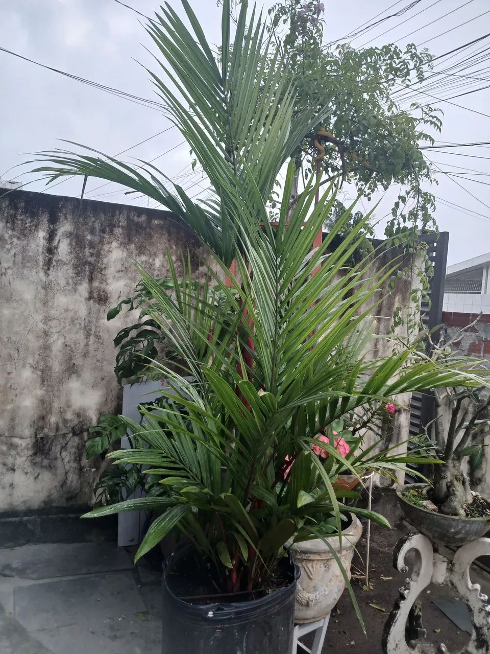 Palmeira Lacra
