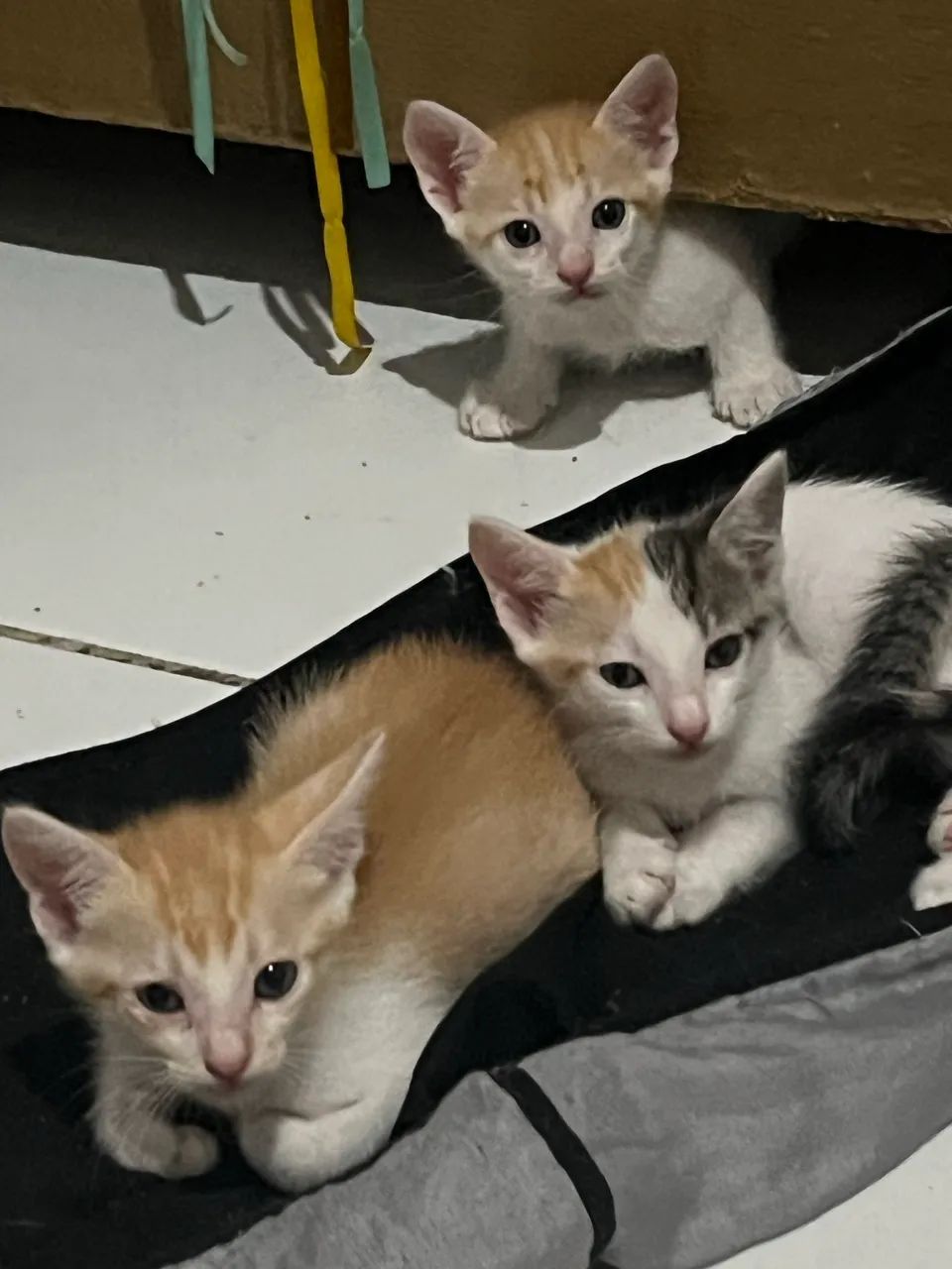 Gatinhos Filhotes  - Foto 2