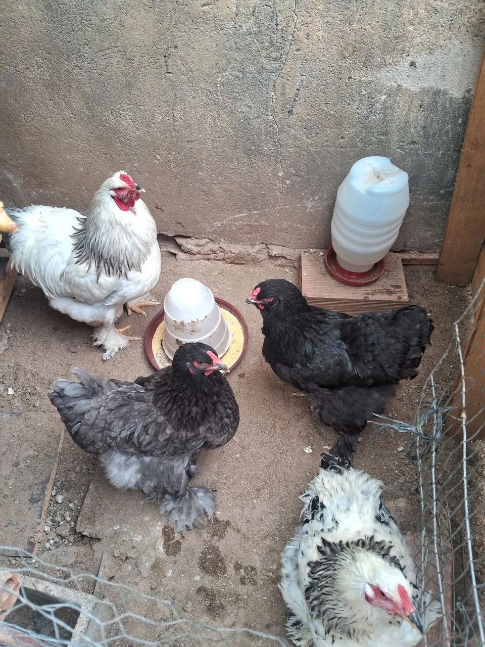 Ovos Brahma - Foto 4