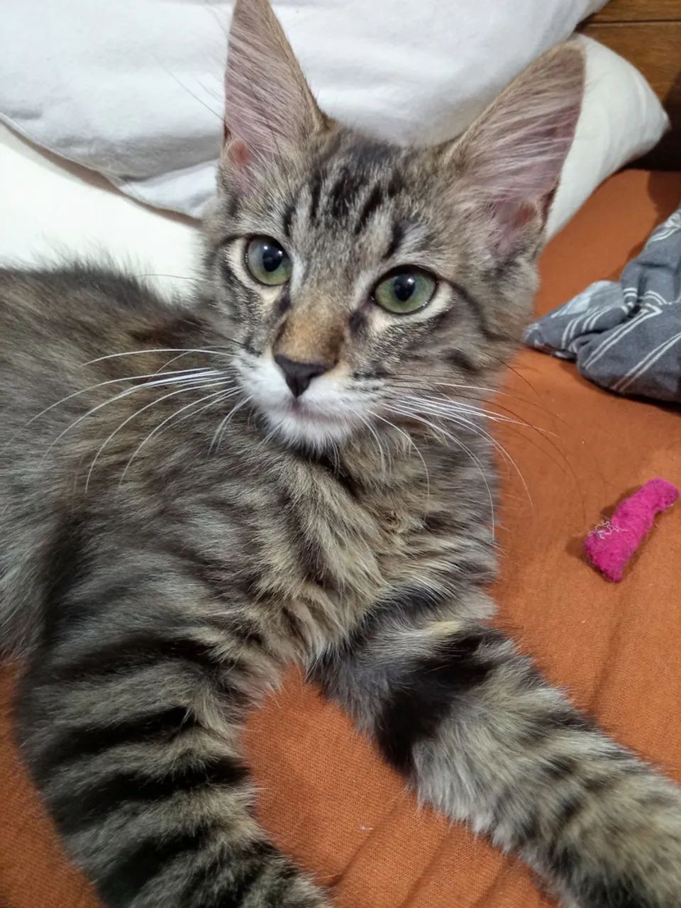 Gata para adoção  - Foto 2