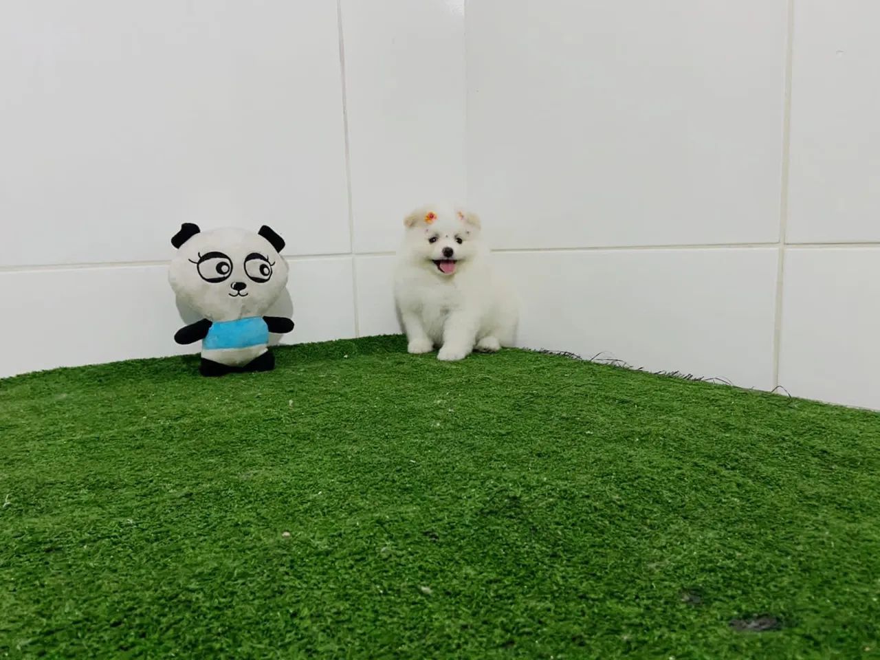 [-; lindos Spitz alemão anão com vacina importada [-; - Foto 3