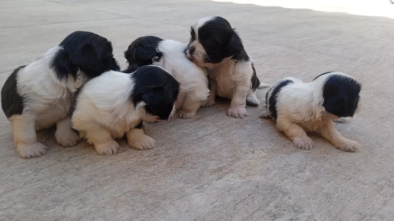 Vendo lindos  filhotes de Shitzu!!! - Foto 4