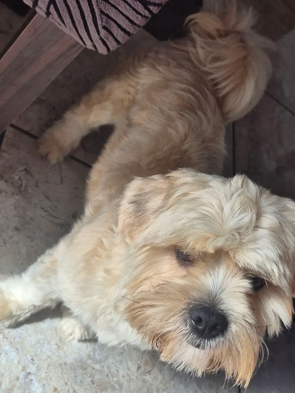 Cachorro doando  - Foto 5