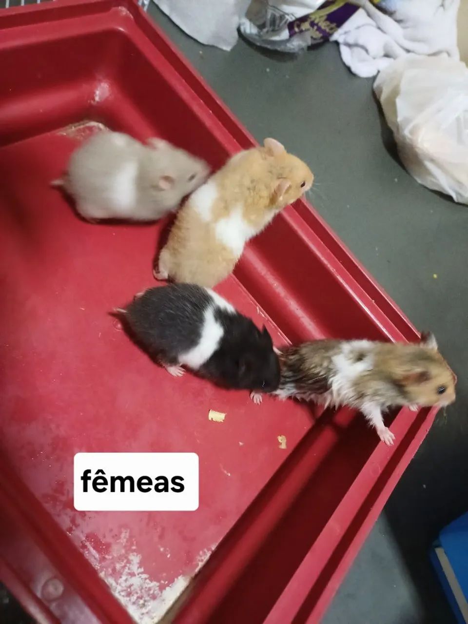 Hamster Sírio 415080000604743681