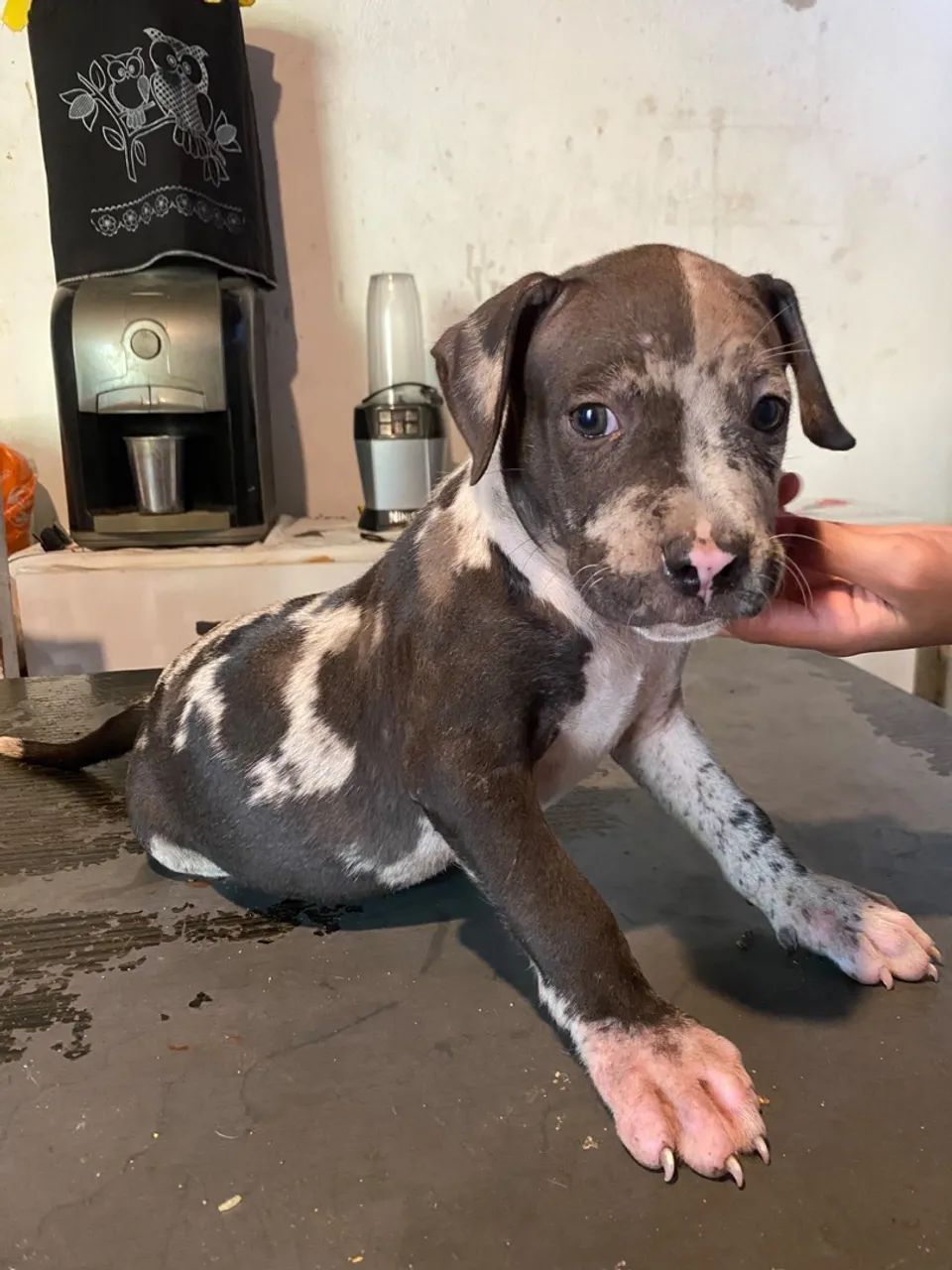Pitbull 100 % PURO  - Foto 4