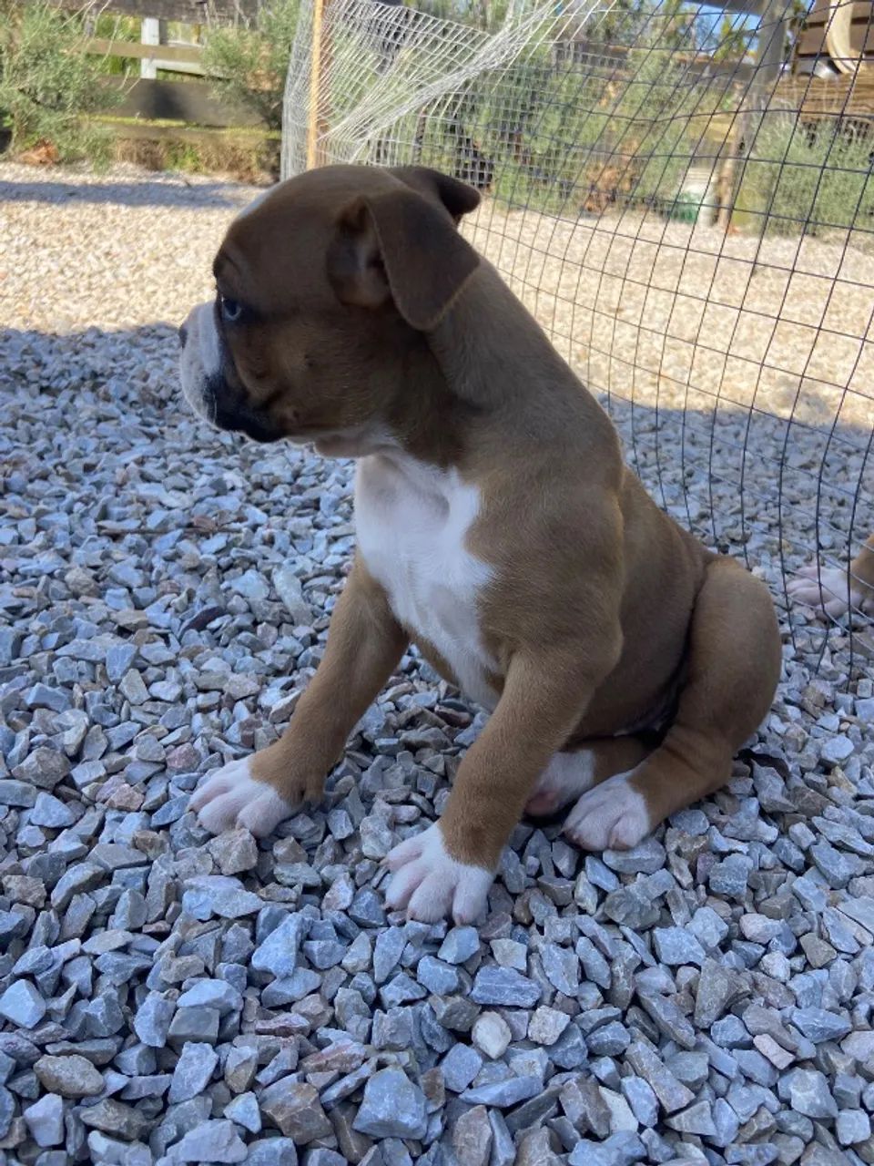 Cachorro  - Foto 2