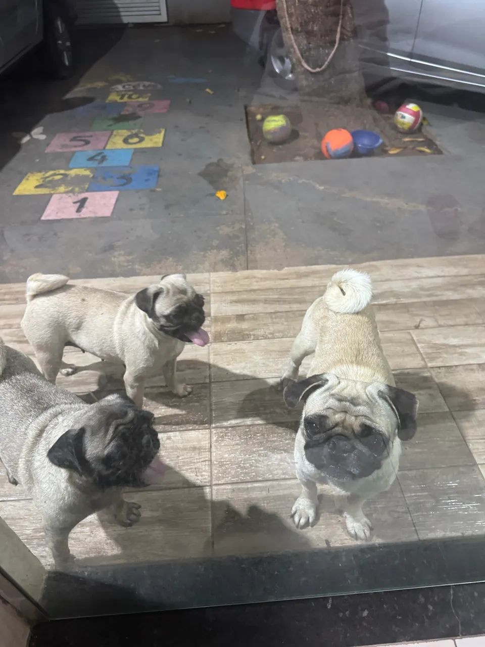 Pug - Foto 3