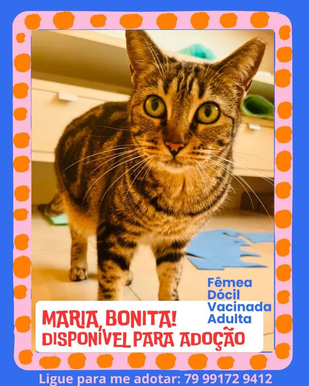 Gata Tigrada com pelagem única par Adoção Responsável 