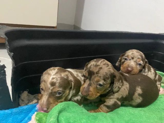 Dachshund Fêmea  - Foto 2