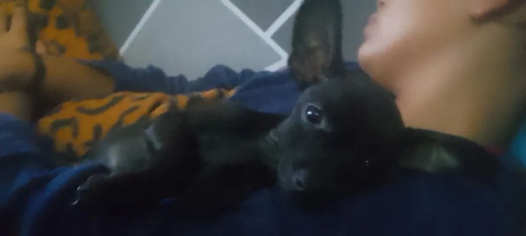 Disponível  - Foto 2