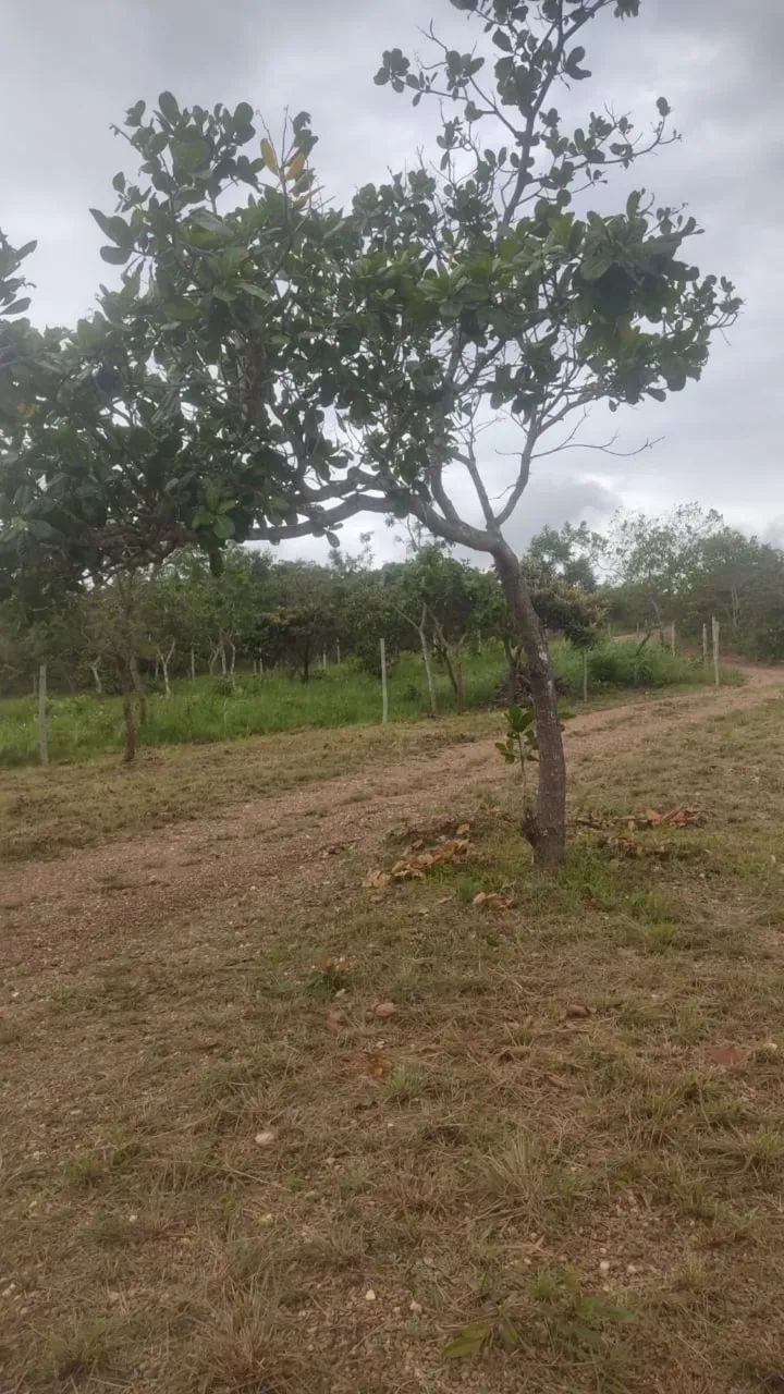  Mini chácara 
