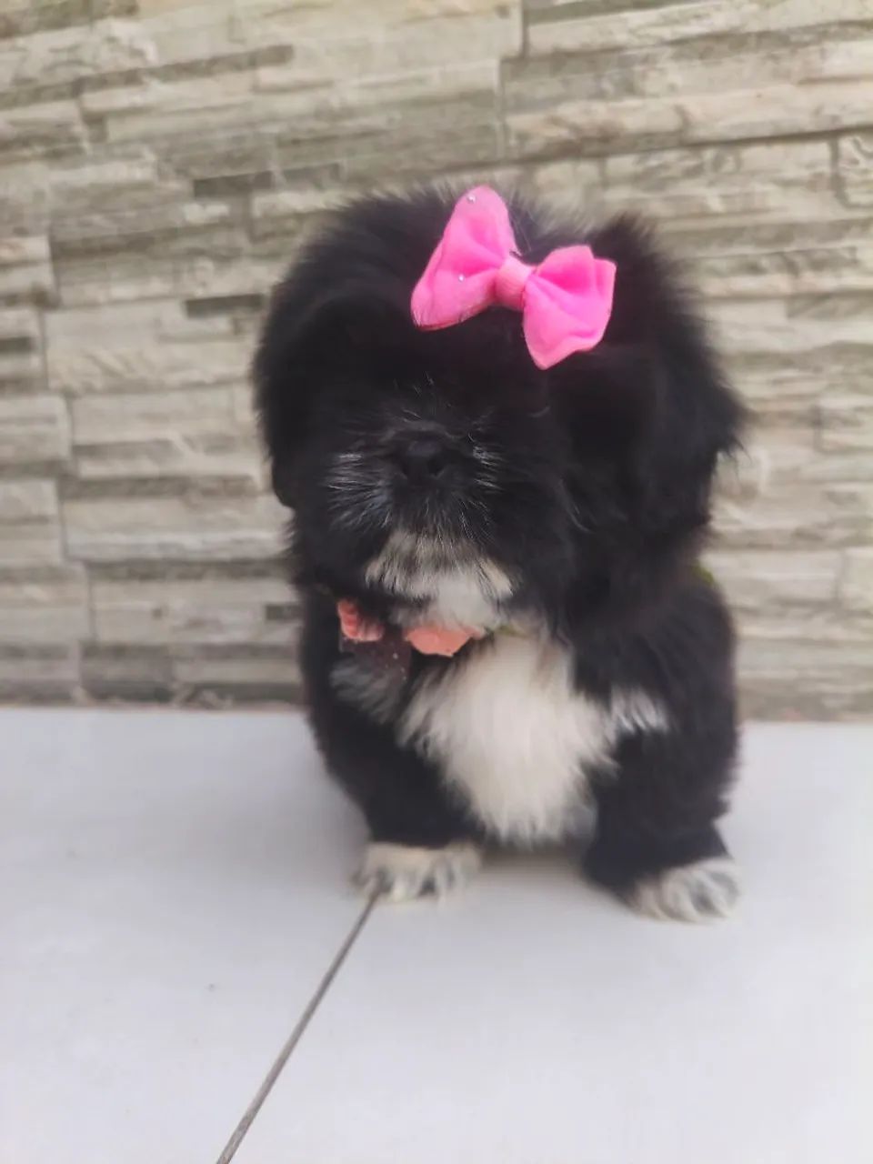 Shitzu com pedigree
