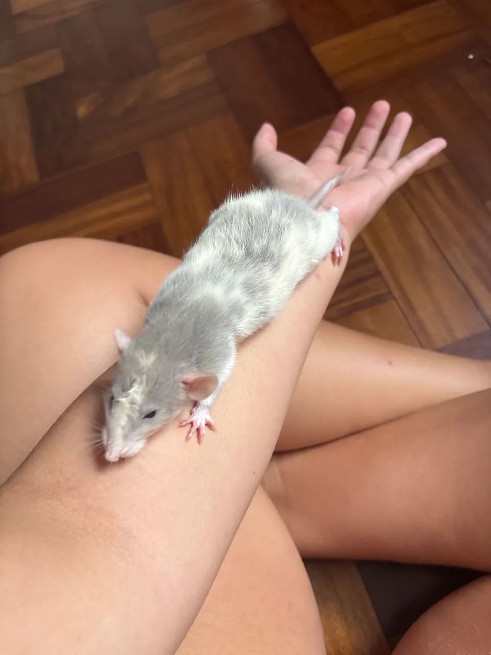 Rato twister  - Foto 2