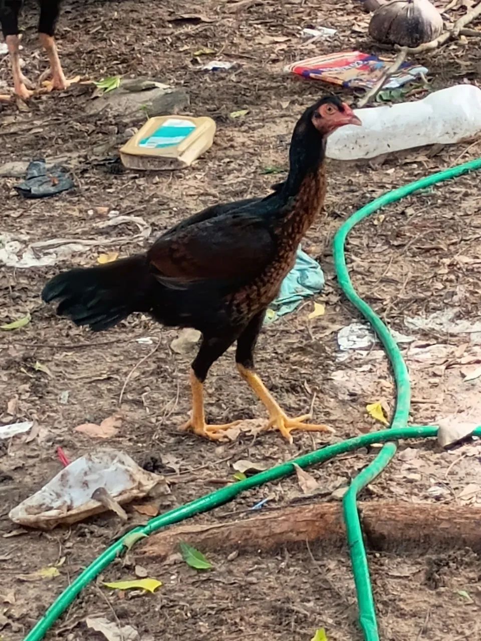 Vende-se galinha carioca  - Foto 2
