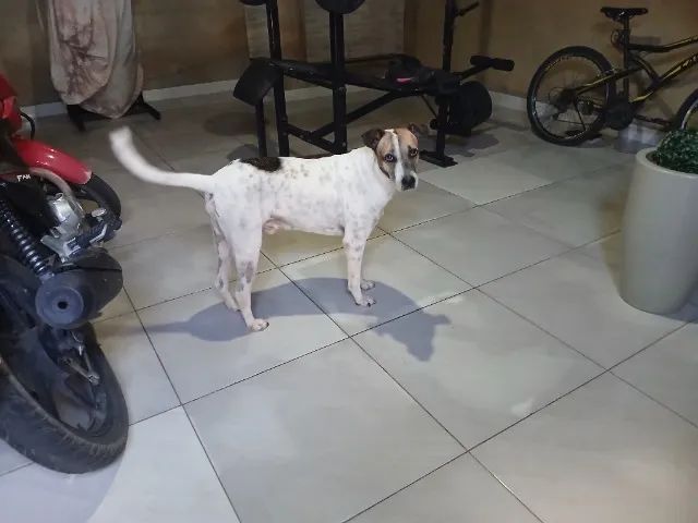 Cachorro pra Adoção  - Foto 2