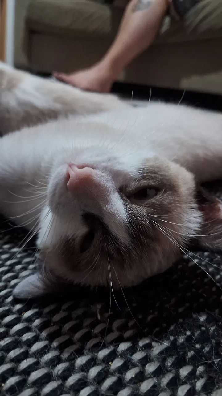 Gatinhos para adoção  - Foto 5