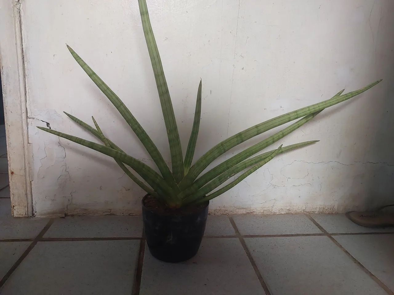Lança de sao jorge 