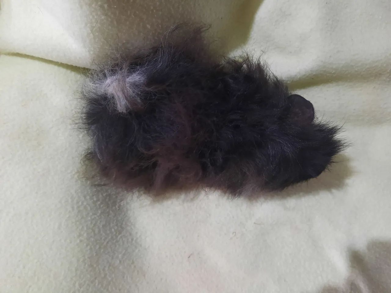 Porquinho da india raça Lunkarya 