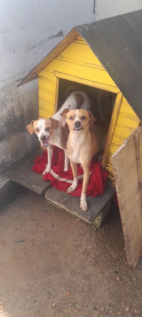 Adote um cãozinho - Foto 3