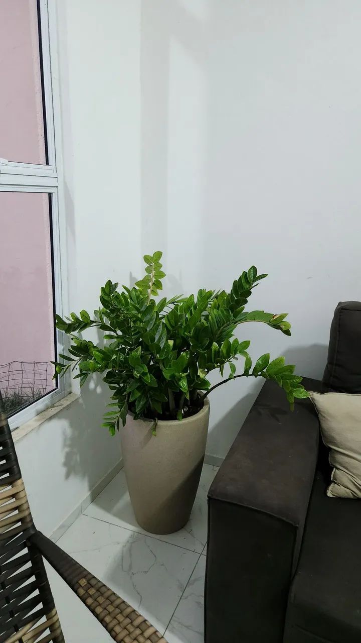 Planta zamioculca com jarro  - Foto 3