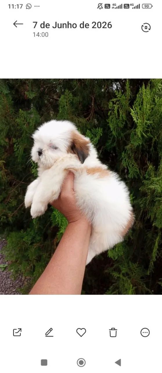 Fêmea Shihtzu micro  - Foto 4