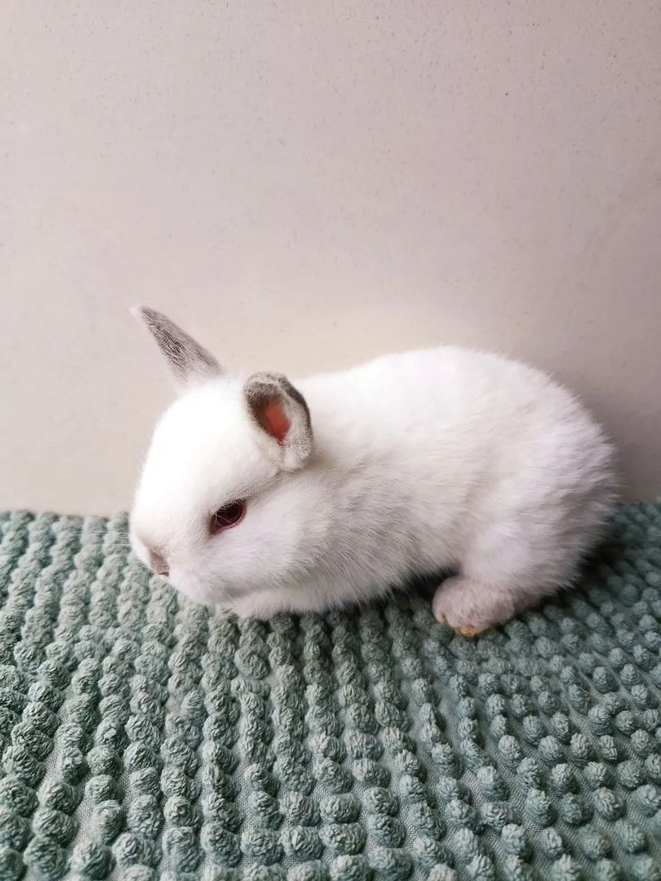 Mini coelho  - Foto 3
