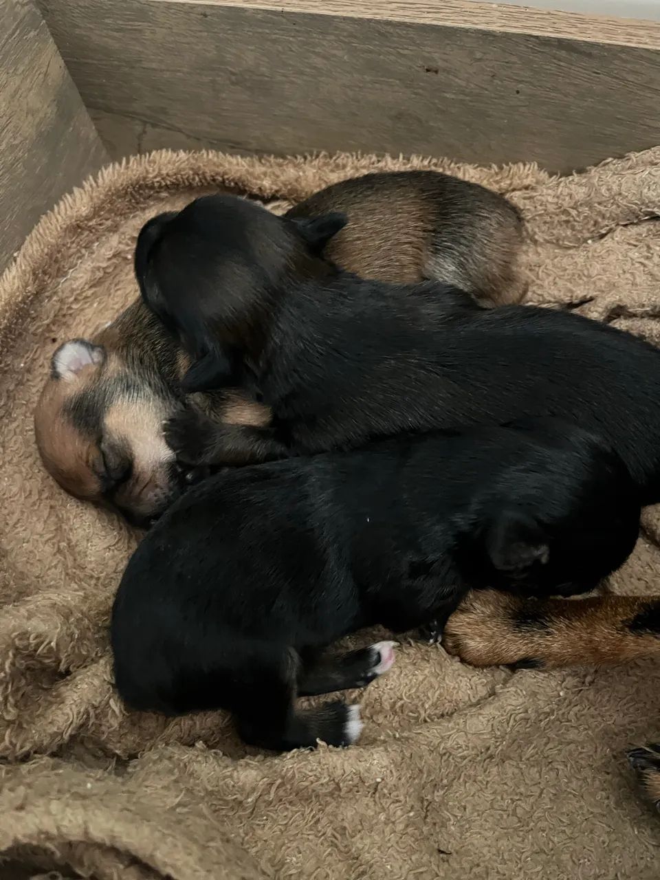 Pinscher  - Foto 2