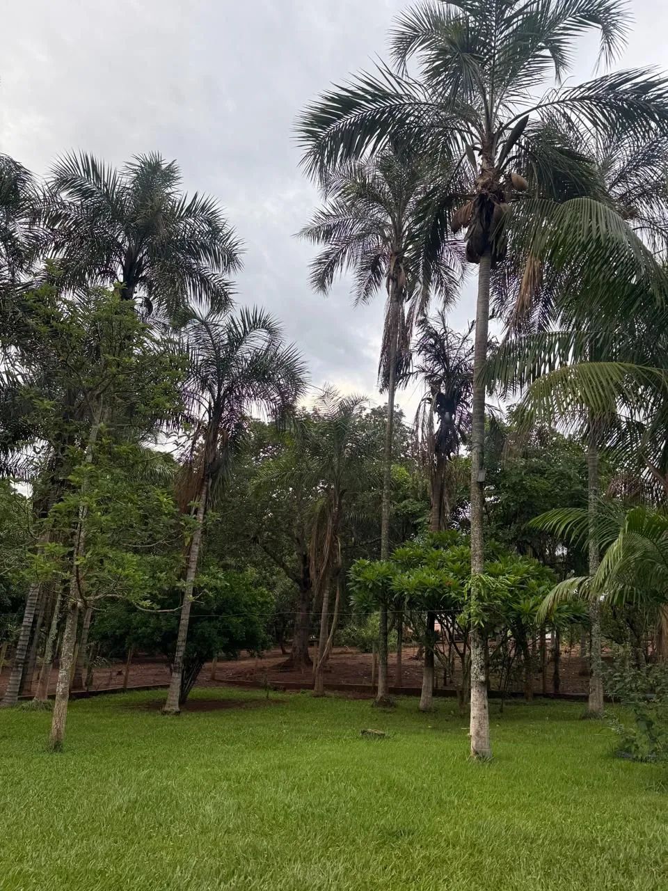 Chácara - Anicuns - Foto 5