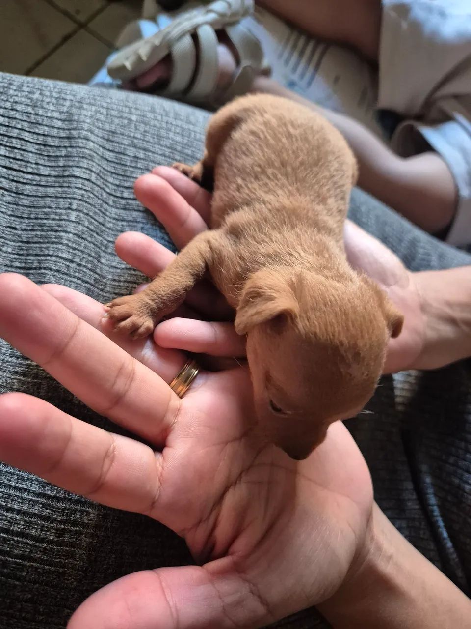 PINSCHER 0 - Foto 4