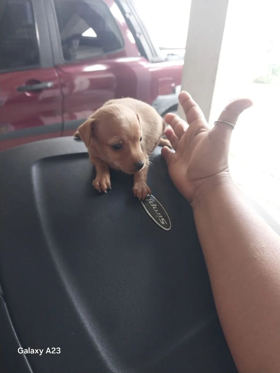 Cachorro  - Foto 3